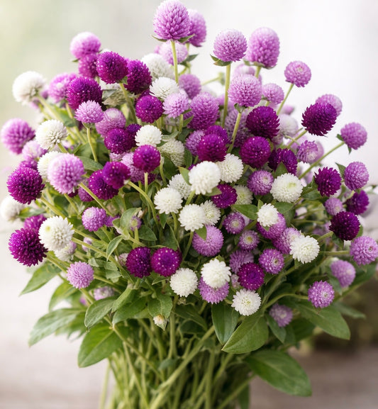 Gomphrena Mix Bulk Seed