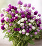 Gomphrena Mix Bulk Seed