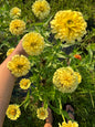 Hal’s Yellow Exposed Zinnia Seeds
