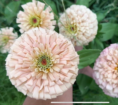 2026 Zinnia Seed Fundraiser Pack