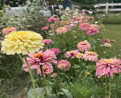 2026 Zinnia Seed Fundraiser Pack