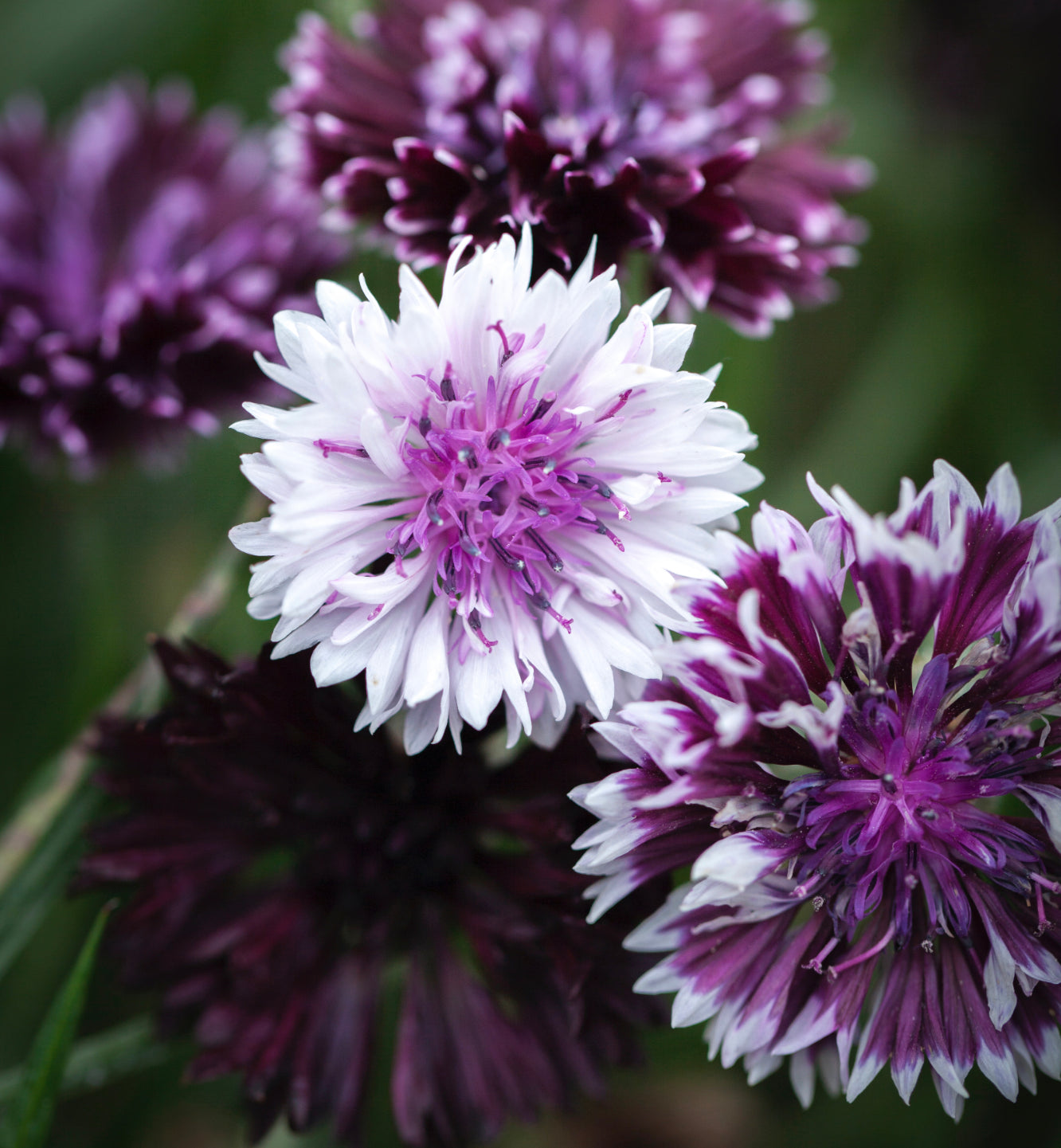 Classic Magic Centaurea Cut Flower Seeds – ZinniaSeeds.com