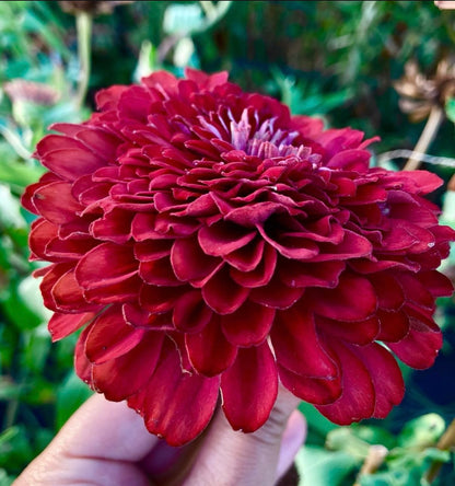 Meteor Zinnia Seeds