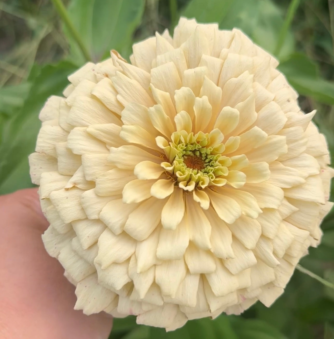 2026 Zinnia Seed Fundraiser Pack