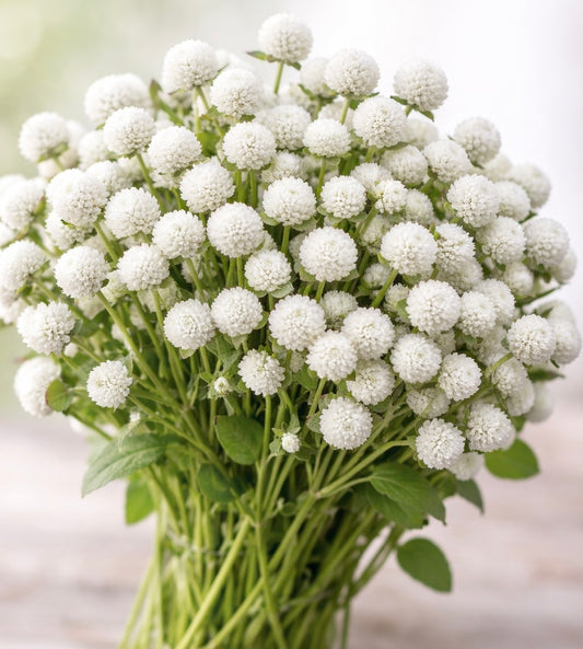 Gomphrena White  Bulk Seed
