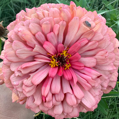 Giant Salmon Heirloom Zinnia Seeds