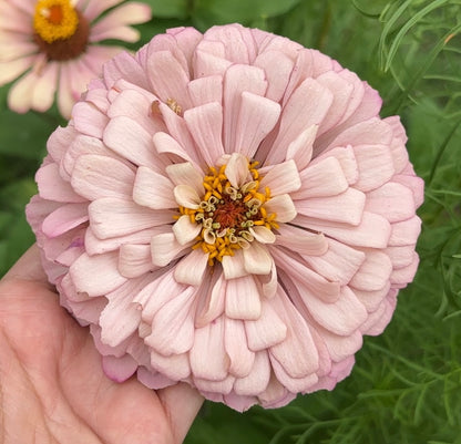 2026 Zinnia Seed Fundraiser Pack