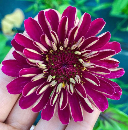 Meteor Zinnia Seeds