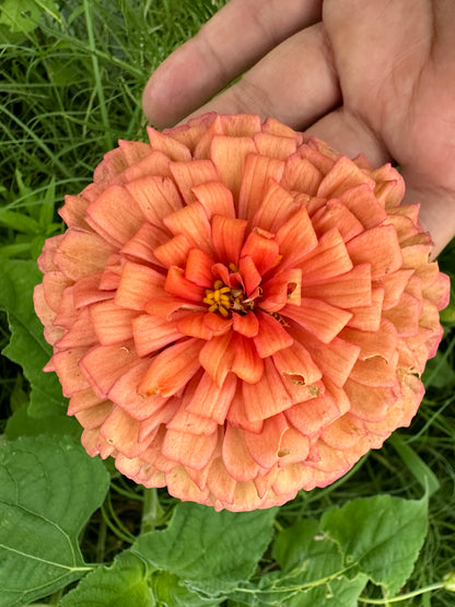 Giant Salmon Heirloom Zinnia Seeds