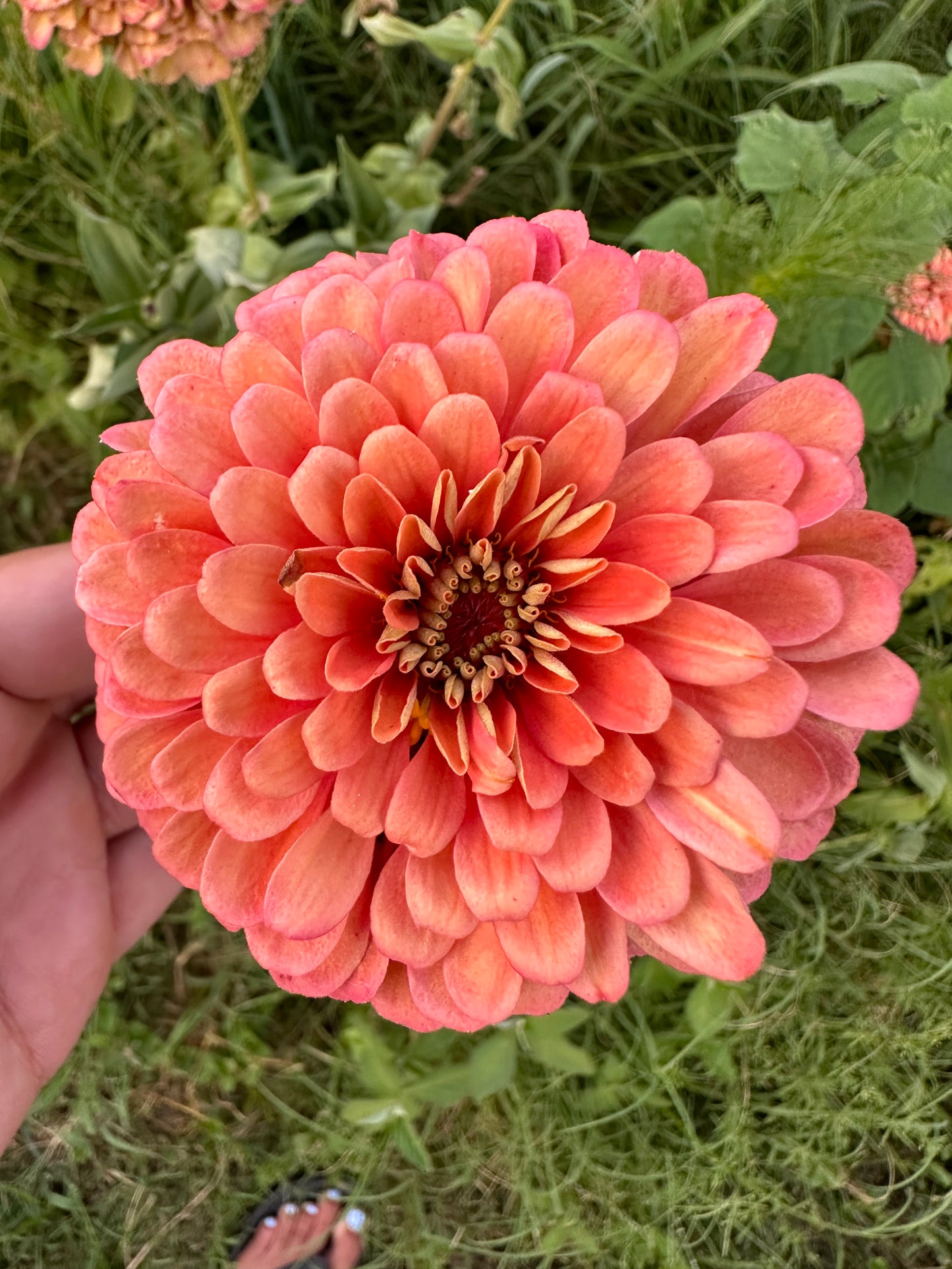 Giant Salmon Heirloom Zinnia Seeds