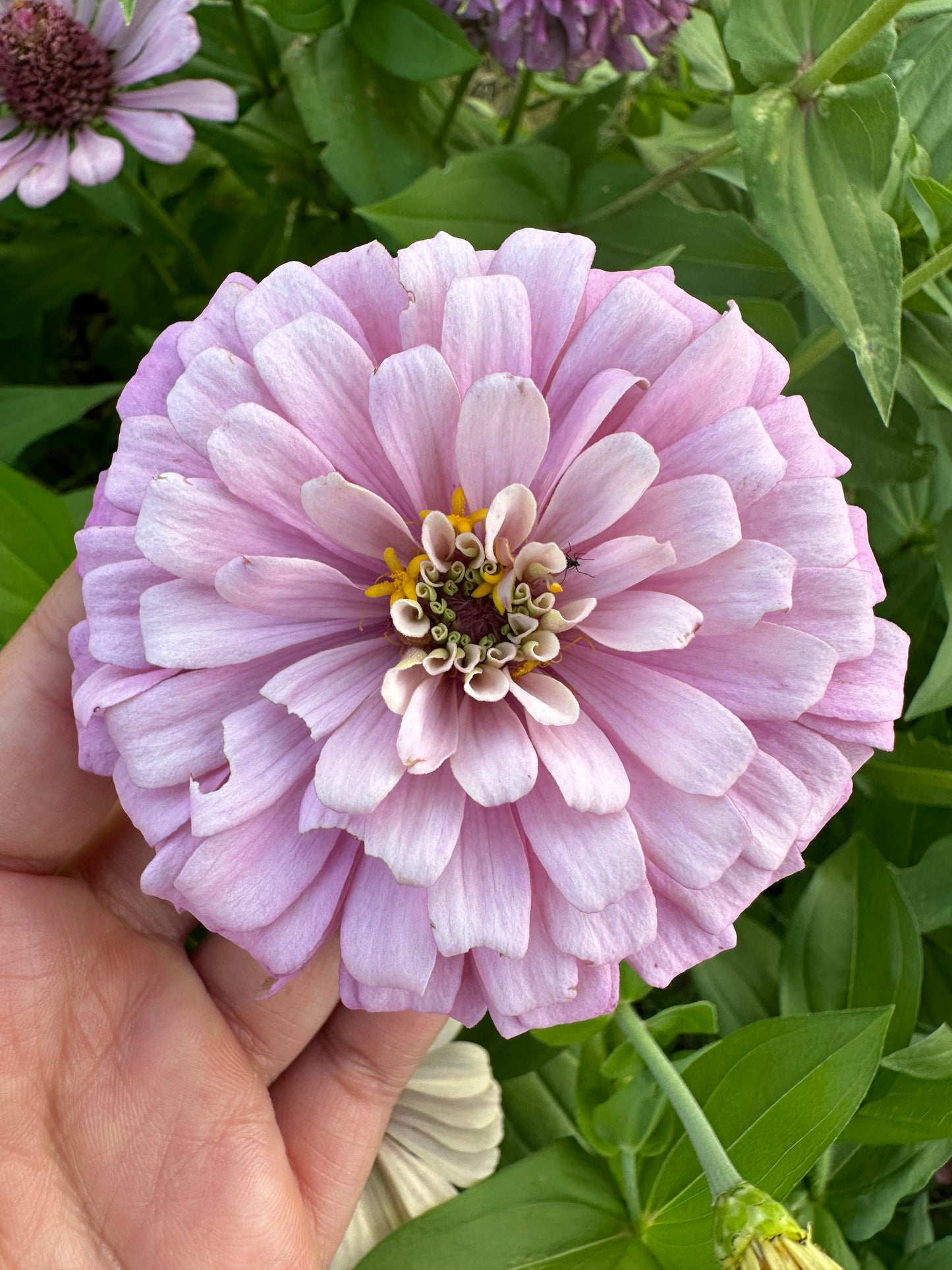 Zinnia Seed Mystery Pack