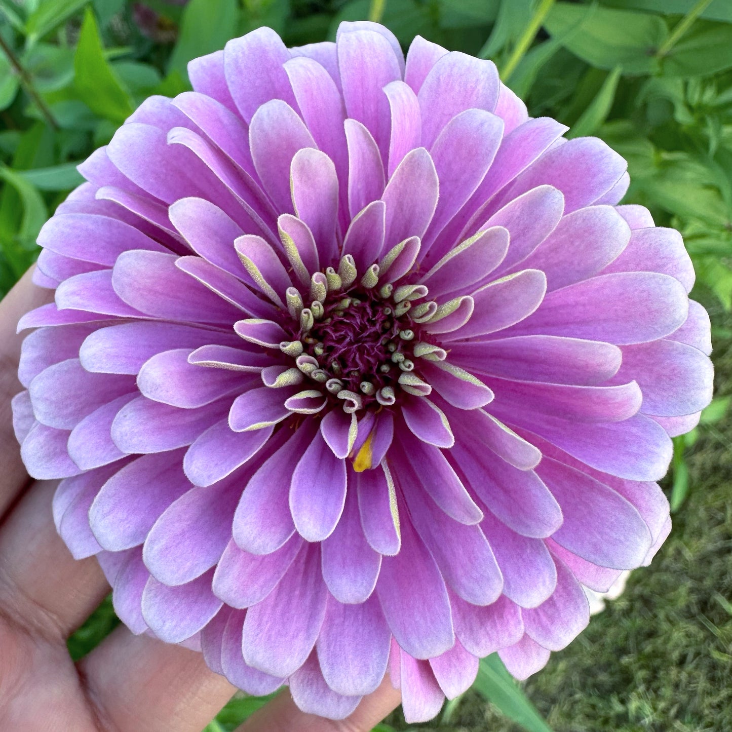 Pastel Lilacs Zinnia Seeds