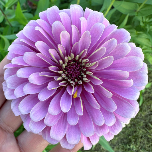 Violet & Lavender Tone Breeding Zinnia Seeds