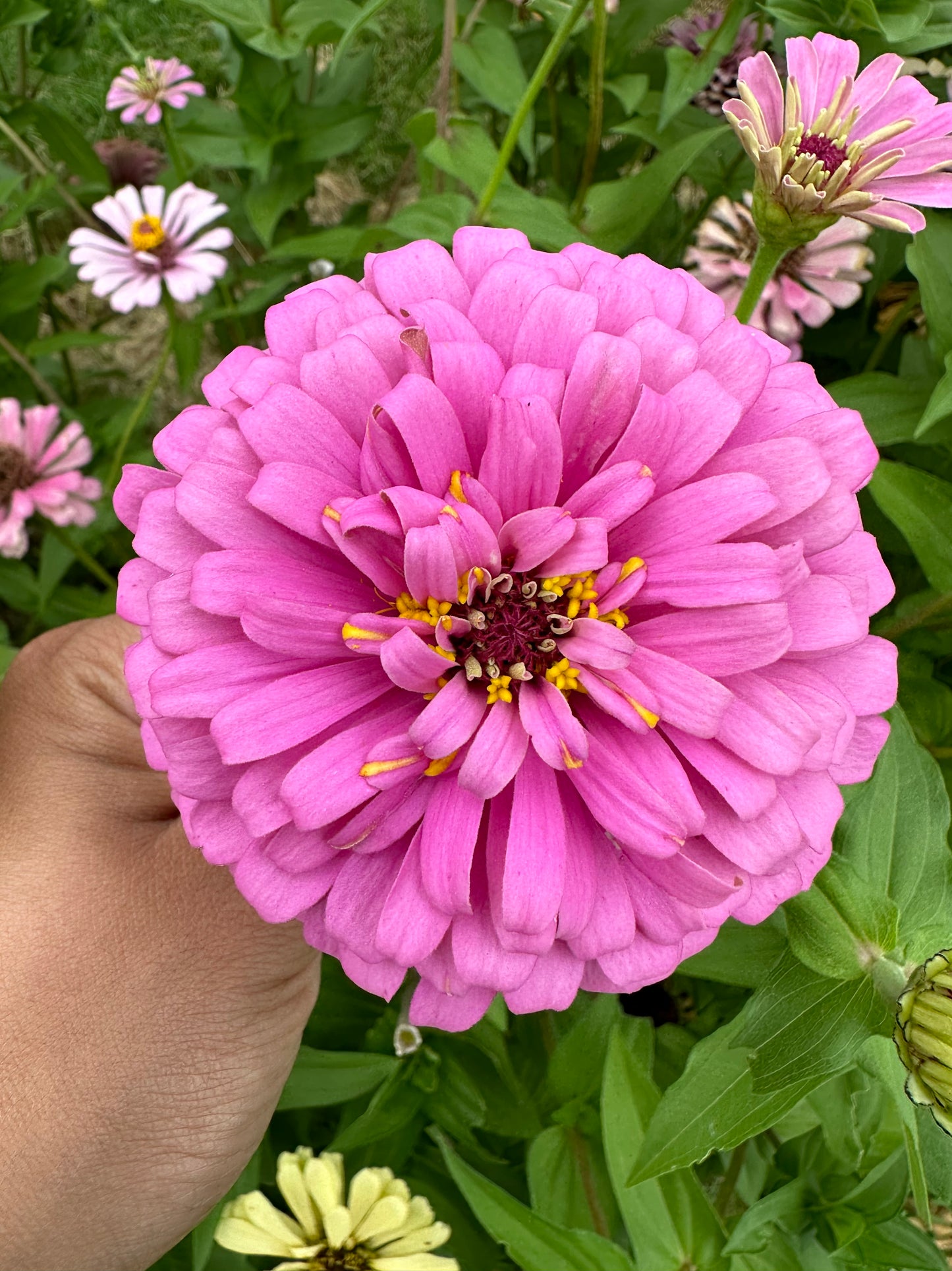 Pinks & Peach Mix Zinnia Seeds