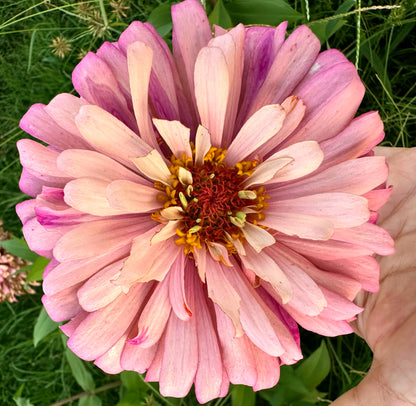 $25 Delectable Pastels Zinnia Seed Mix Fundraiser Shipping Now!