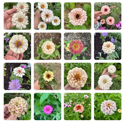 NEW!! Macaron Zinnia Seed Mix!
