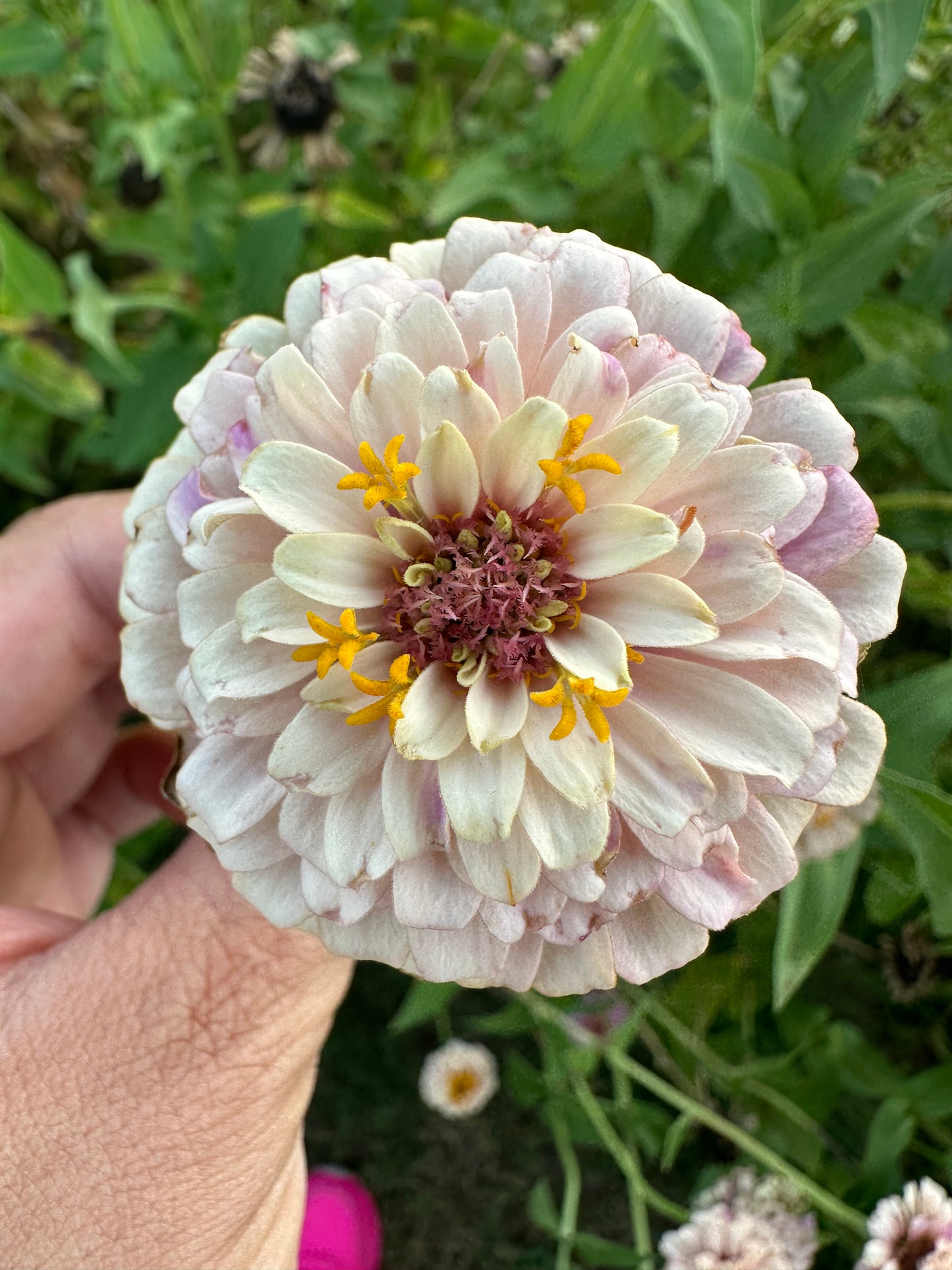 La Petite Double Pink Zinnia Seeds