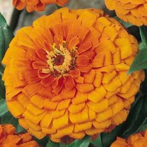 Mango Zinnia Seed Mix