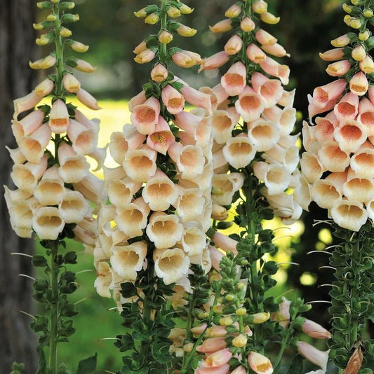 Peach Foxglove Cut Flower Seeds