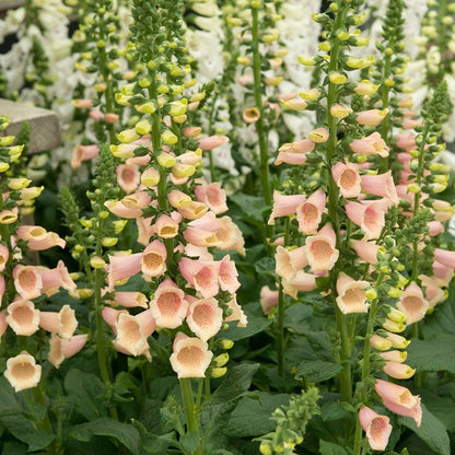 Peach Foxglove Cut Flower Seeds