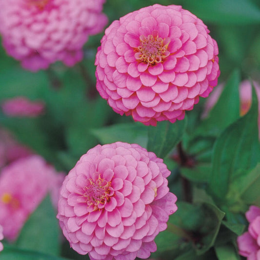 Oklahoma Pink Zinnia Seeds