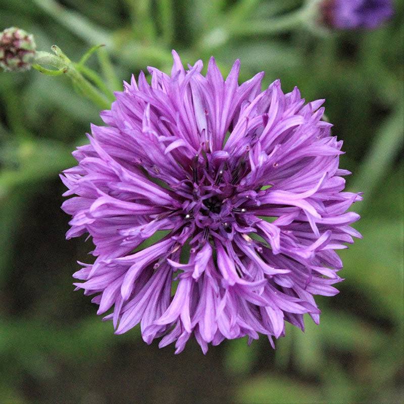 Mauve Purple Bachelor Button Cut Flower Seeds