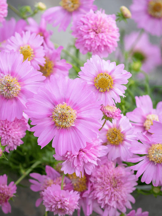 Popsocks Cosmos Strawberry Cut Flower Seeds