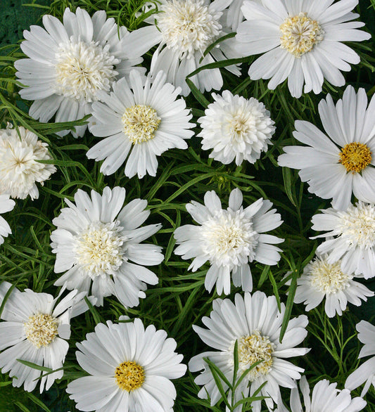 Vanilla Popsock Cosmos Cut Flower Seeds