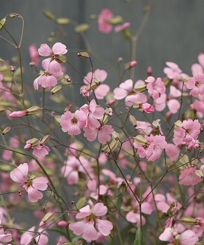 Pink Soapwart Cut Flower Seeds