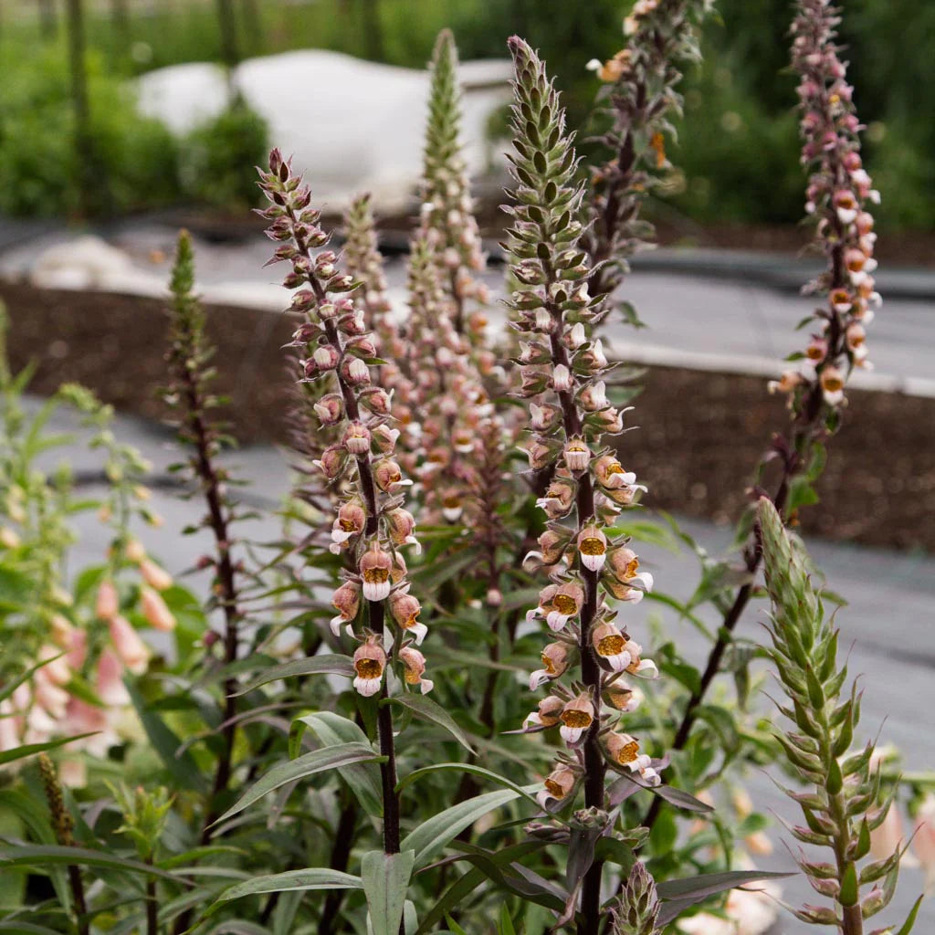 Cafe Crème Foxglove Cut Flower Seeds