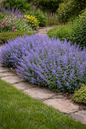 Blue Catmint Nepeta