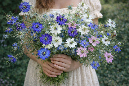Love In A Mist Jewels Mix Cut Flower Seed