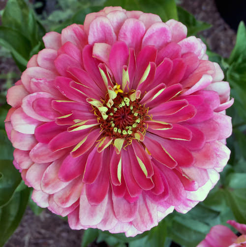 Giant Carmine Rose Zinnia Seeds