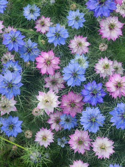 Love In A Mist Jewels Mix Cut Flower Seed