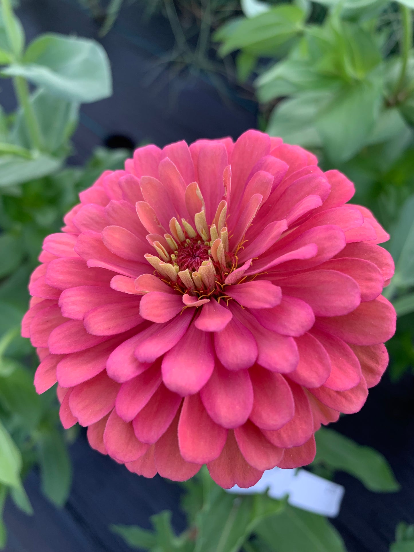 Strawberry & Cream Mix Zinnia Seed Mix