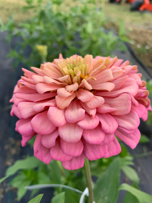 Specialty Breeder’s Pack Zinnia Seeds Z50 Shipping