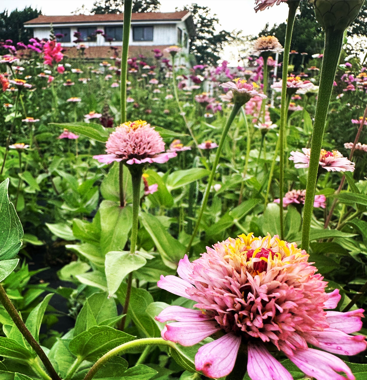 Cottage Garden Cut Flower Seed Mix