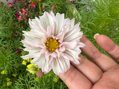 garden seed fundraiser Seed Fundraiser Pink Petticoat Mix Shipping Winter 2025 – ZinniaSeeds.com