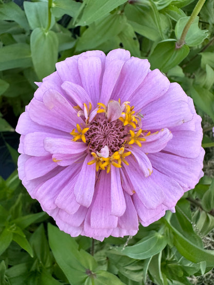 2023 Zinnia Seed Fundraiser Mix