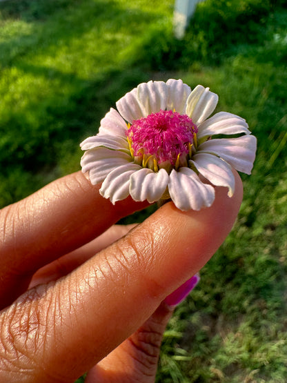 Strawberry Bon Bon Zinnia Seeds