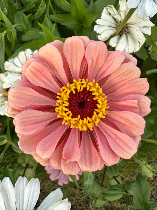 Apricot Zinnia Seeds Breeder’s pack