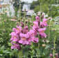 Lilac Tall Snap Dragon Cut Flower Seeds