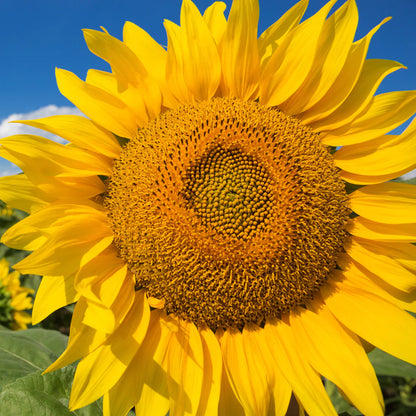 Sunflower Mix Cut Flower Seeds