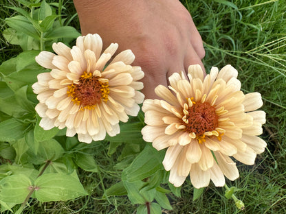 Neutrals Breeder’s Pack Zinnia Seed Mix Shipping Fall 2024