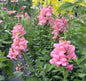 Pink Tall Snap Dragon Cut Flower Seeds