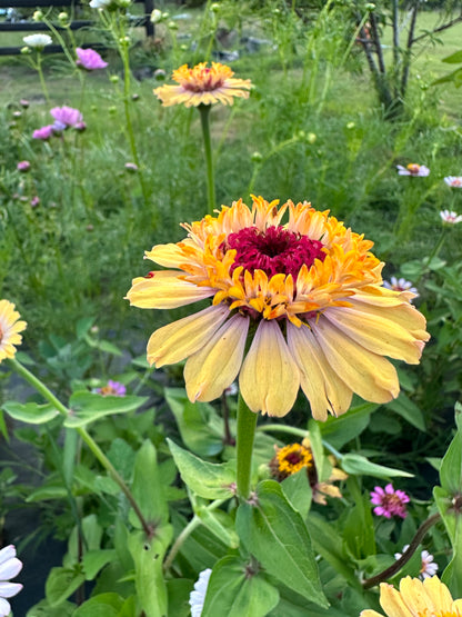 Apricot Tufted Zinnia Seeds