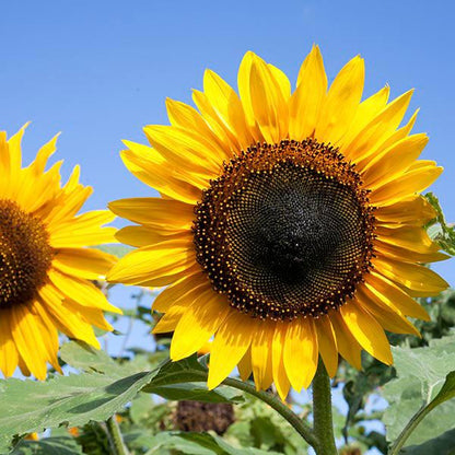 Sunflower Mix Cut Flower Seeds