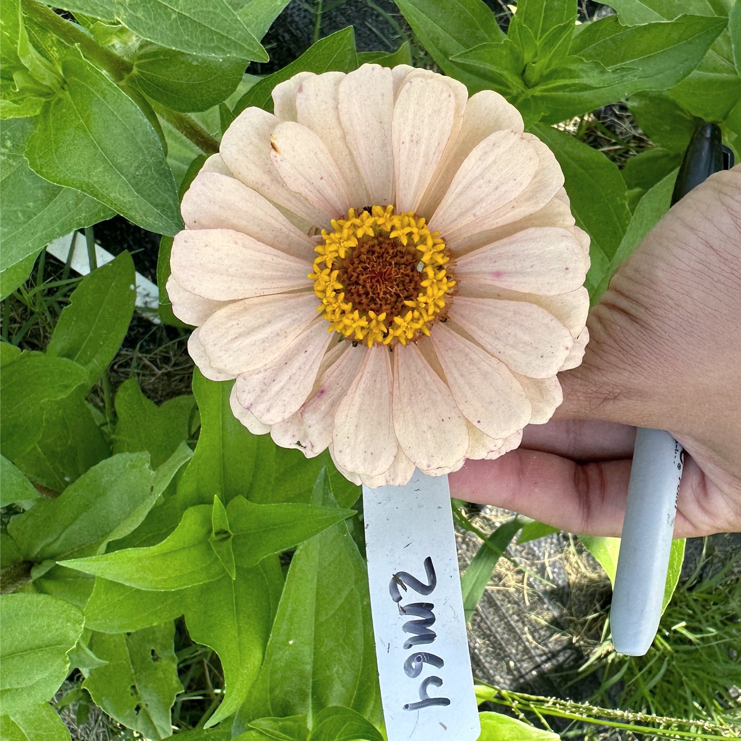 Neutrals Breeder’s Pack Zinnia Seed Mix Shipping Fall 2024