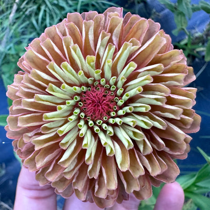 Neutrals Breeder’s Pack Zinnia Seed Mix Shipping Fall 2024