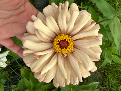 2023 Zinnia Seed Fundraiser Mix